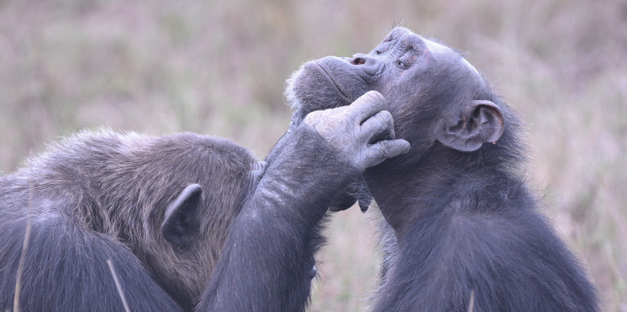 Zwei Schimpansen beim Lausen.